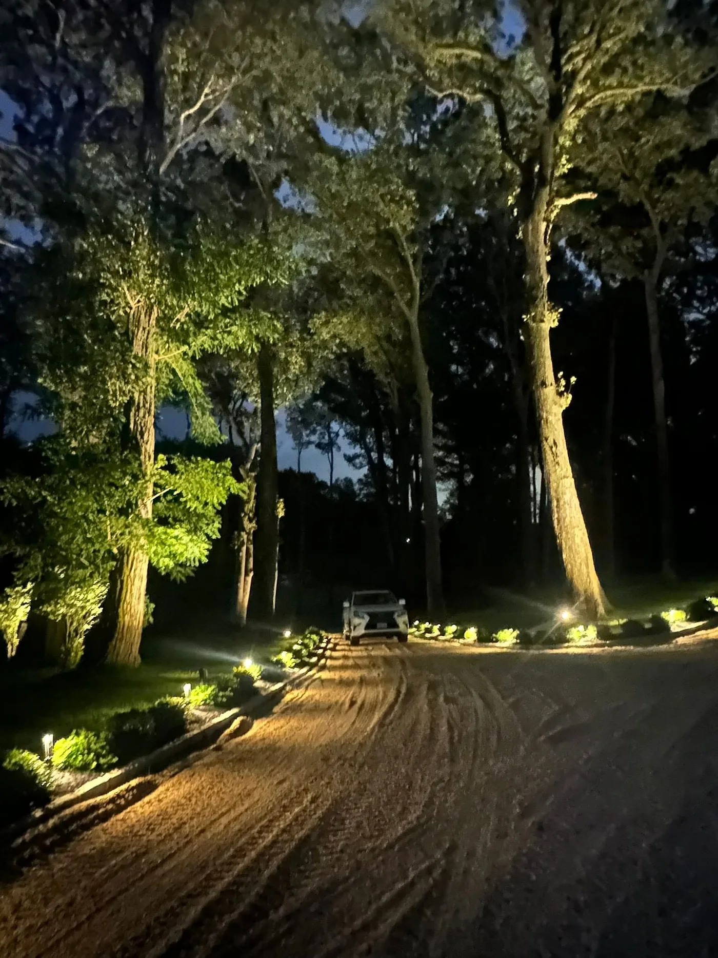 Trees and a garden path illuminated after dark