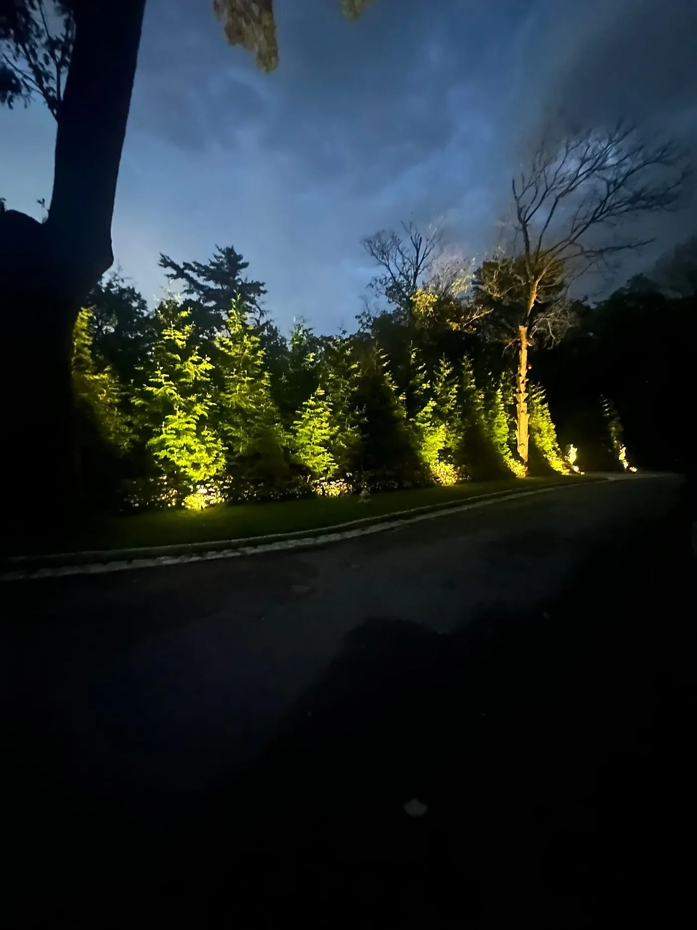 Nighttime uplighting across a planted garden